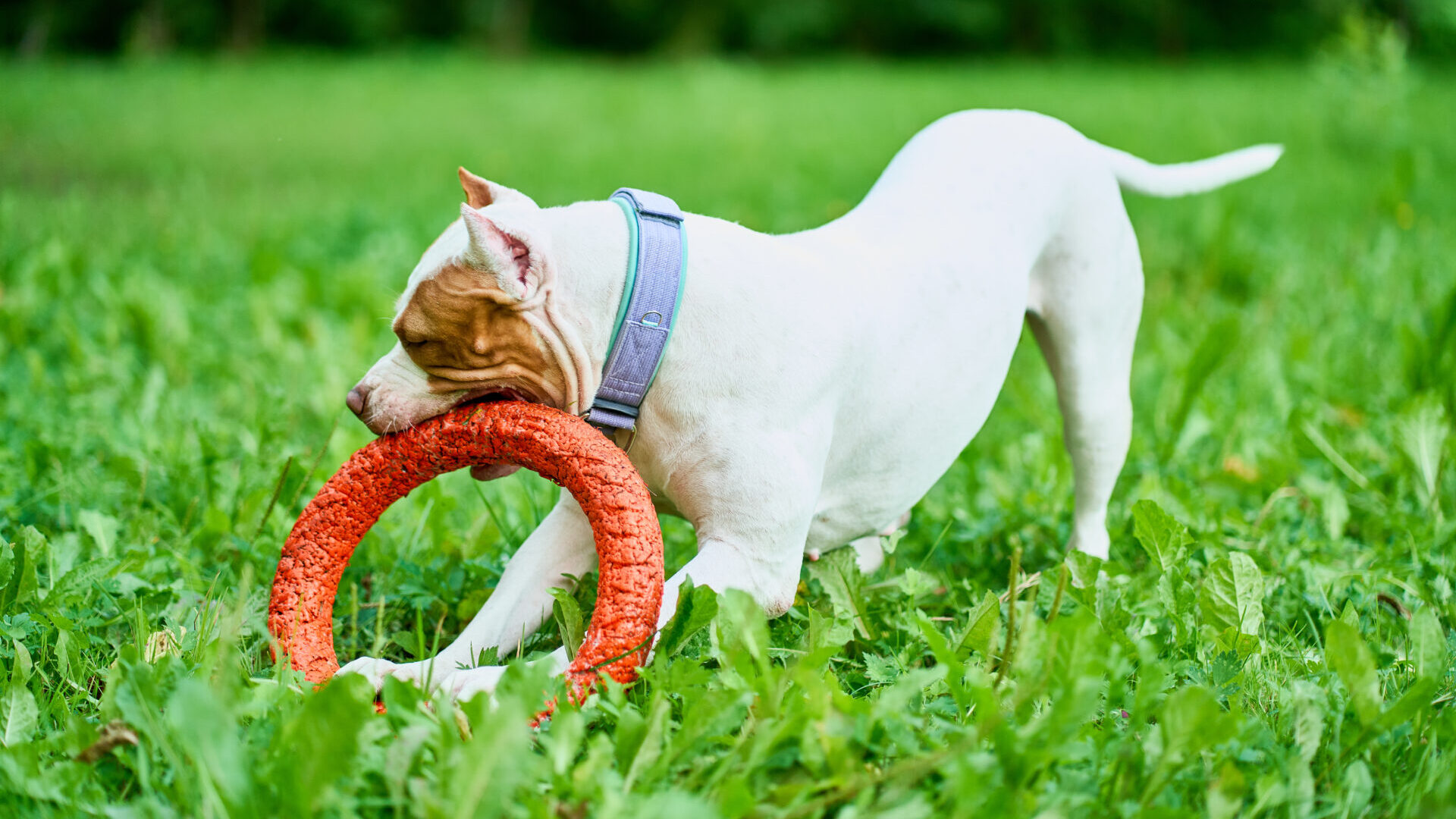 Florida Dog Bite Lawyer